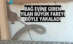 Manisa'da bağ evine giren yılan büyük fareyi böyle yakaladı
