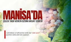 Manisa'da çilek tadı veren üzüm hasat edildi