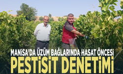 Manisa'da üzüm bağlarında hasat öncesi pestisit denetimi