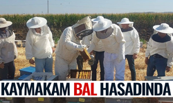 Kaymakam bal hasadına katıldı