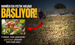 Yuntdağı Fıstığı Ezber Bozmaya Geliyor: Büyük Gün 6 Eylül