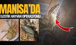 Manisa'da egzotik hayvan operasyonu