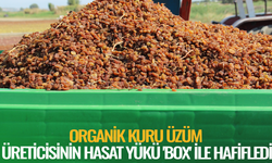 Organik kuru üzüm üreticisinin hasat yükü 'Box' ile hafifledi