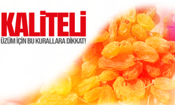 Manisa'da üzüm üreticilerine hasat öncesi kritik uyarı