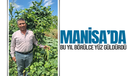 Manisa'da börülce üreticisinin yüzü gülüyor
