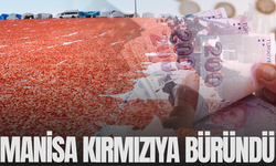 Gediz Ovası kıpkırmızı oldu! Manisa'da domates mesaisi başladı