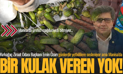 Manisa'da salatalık üreticileri çözüm bekliyor: Yetkililerden tık yok!