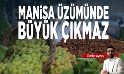 Manisa üzümünde büyük çıkmaz