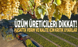 Üzüm üreticileri dikkat! Hasatta verim ve kalite için kritik uyarılar