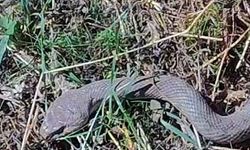Tarlada karşılaştı! 1,5 metrelik kocabaş yılanı görüntülendi