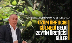 Manisa'da zeytin üreticisinin gözü hasat öncesi fiyatta