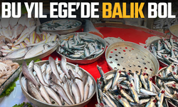 Ege Denizi'nde balık bolluğu yaşanıyor