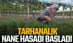 Sarıgöl’de tarhanalık nane hasadı başladı