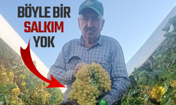 İlçedeki  5,5 kiloluk dev üzüm salkımı şaşkınlık yarattı