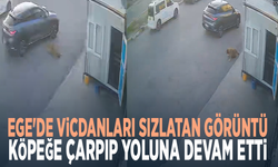 Ege'de vicdanları sızlatan görüntü... Köpeğe çarpıp yoluna devam etti
