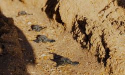 Caretta caretta yuvasından 82 yavru denize ulaştı