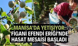 Manisa'da yetişiyor...  'Figani Efendi Eriği'nde hasat mesaisi başladı
