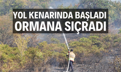 Yol kenarında başlayan yangın ormanlık alana sıçradı