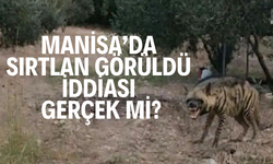 Manisa’da sırtlan görüldü iddiası gerçek mi?