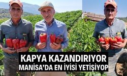 Salihli’de kapya biberde hasat zamanı