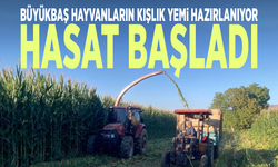 Büyükbaş hayvanların kışlık yemi hazırlanıyor... Hasat başladı