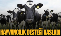 Hayvancılık desteği başladı; son başvuru tarihi açıklandı