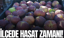Demirci incirinde hasat mesaisi başladı