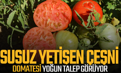 Sadece dikerken can suyu verilen domates uzun raf ömrüyle de dikkat çekiyor