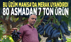 Bu üzüm Manisa'da merak uyandırdı... 80 asmadan 7 ton ürün