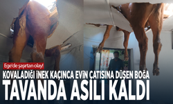 Ege'de şaşırtan olay! Kovaladığı inek kaçınca evin çatısına düşen boğa tavanda asılı kaldı