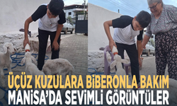 Üçüz kuzulara biberonla bakım... Manisa’da sevimli görüntüler