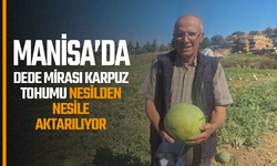 Manisalı çiftçi, dedesinden kalan ata tohumu karpuzları yaşatıyor