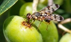 Tarım İl Müdüriüğünden Zeytin üreticilerine uyarı