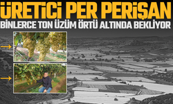 Manisa'da üzüm üreticisinin tonlarca üzümü örtü aldında kaldı
