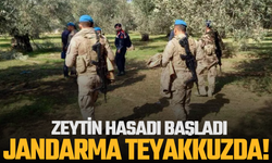 Zeytin Hasadı Başladı! Jandarma Tarlalarda Devriye Gezecek