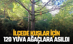 Kuşlar için 120 yuva ağaçlara asıldı