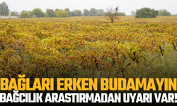 Bağları erken budamayın: Bağcılık araştırmadan uyarı var!