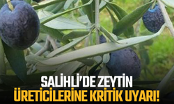 Salihli’de zeytin üreticilerine kritik uyarı! 3 gün içinde ilaçlama yapılmalı