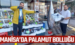 Manisa'da palamut bolluğu
