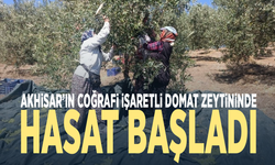 Akhisar’ın coğrafi işaretli Domat zeytininde hasat başladı