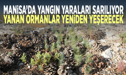 Manisa’da yangın yaraları sarılıyor... Yanan ormanlar yeniden yeşerecek