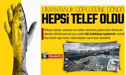 Palamut bolluğu çileye dönüştü, liman balık çöplüğüne döndü