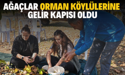Ağaçlar orman köylülerine gelir kapısı oldu