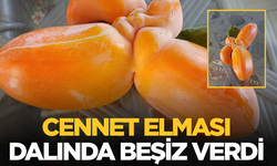 Sarıgöl’de cennet elması dalında beşiz verdi