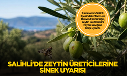 Salihli'de zeytin üreticilerine sinek uyarısı
