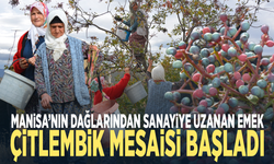 Manisa’nın dağlarından sanayiye uzanan emek... Çitlembik mesaisi başladı