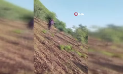 Amca-yeğenin arazi kavgası kanlı bitti