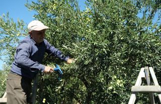  Zeytinde rekolte düşük, fiyatlar şişkin