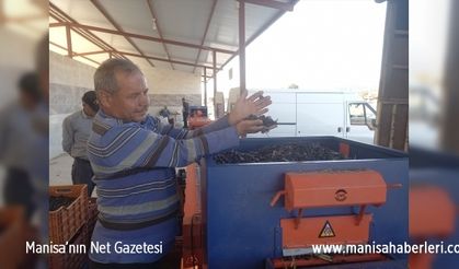 Son 5 yılda 2,5 milyon zeytin fidanı dağıtıldı. İlçe Akhisar'a rakip olacak
