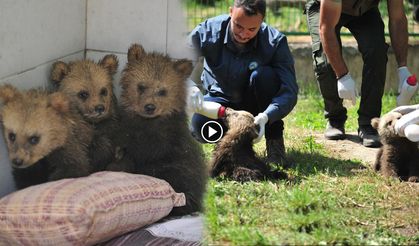 Bursa'da 2,5 aylık sevimli ayılar barınağın yeni maskotları oldu